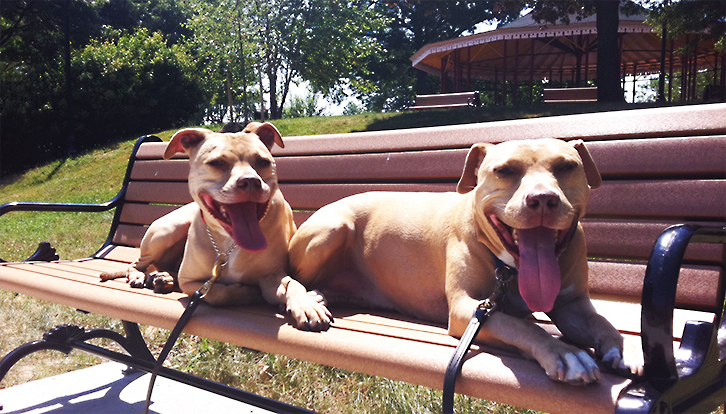 Dog Walking, Dog Training and Cat Care